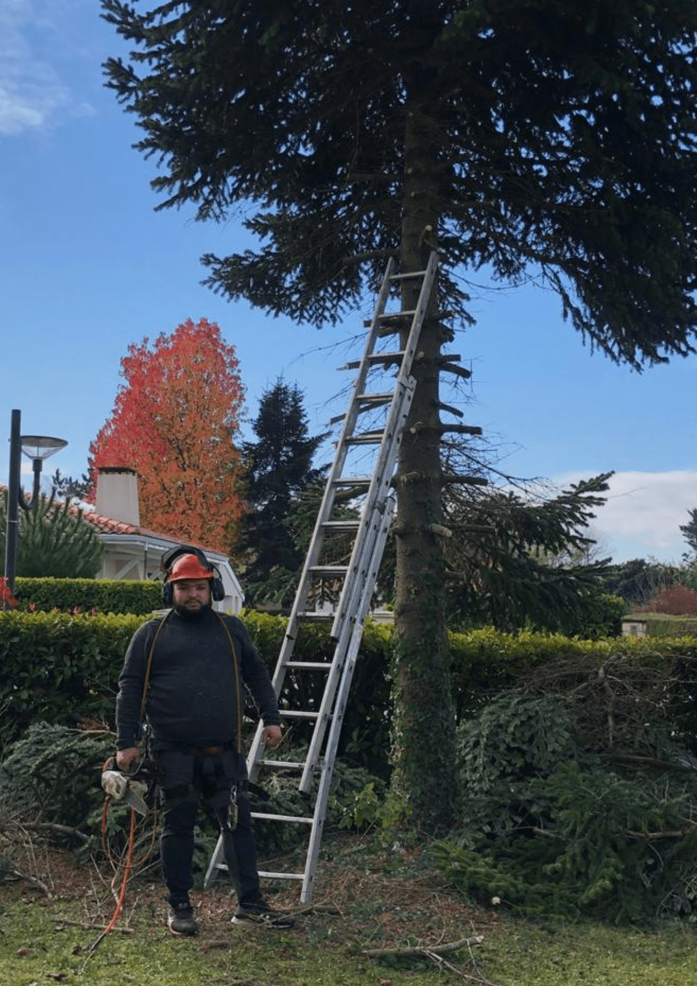 Élagage des arbres