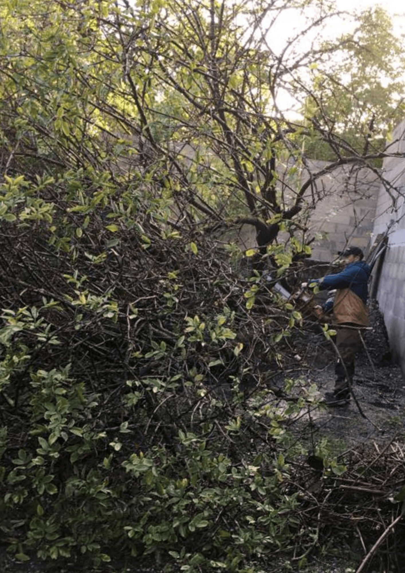 Élagage des arbres ESPACE VERTS GIRONDE au 06 04 15 25 41