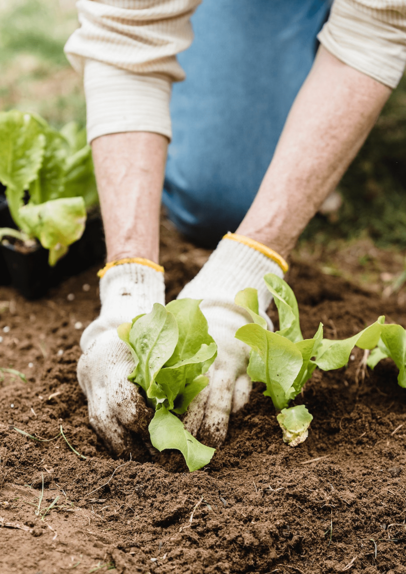 Création de potager ESPACE VERTS GIRONDE au 06 04 15 25 41