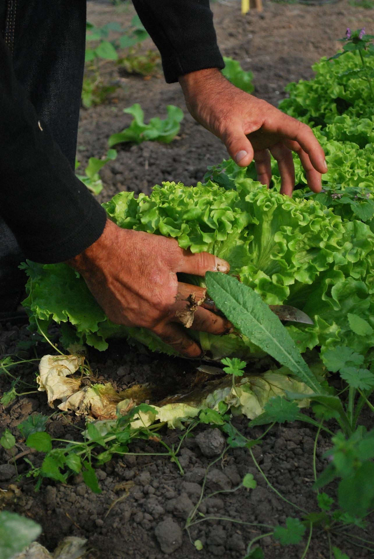 DEVIS GRATUIT POTAGER